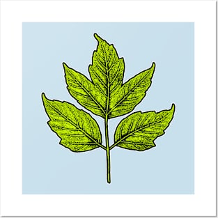 Leaf Boxelder Maple Posters and Art